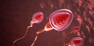 anh-huong-cua-ruou-bia-den-chat-luong-tinh-trung