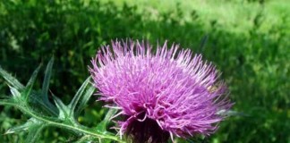 cay-giai-doc-gan-hieu-qua-cay-ke-sua